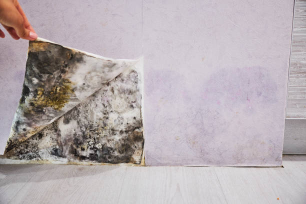 Best Residential Mold Remediation in Payson, UT